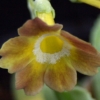Primula Auricula Tawny Owl - Abriachan Nurseries
